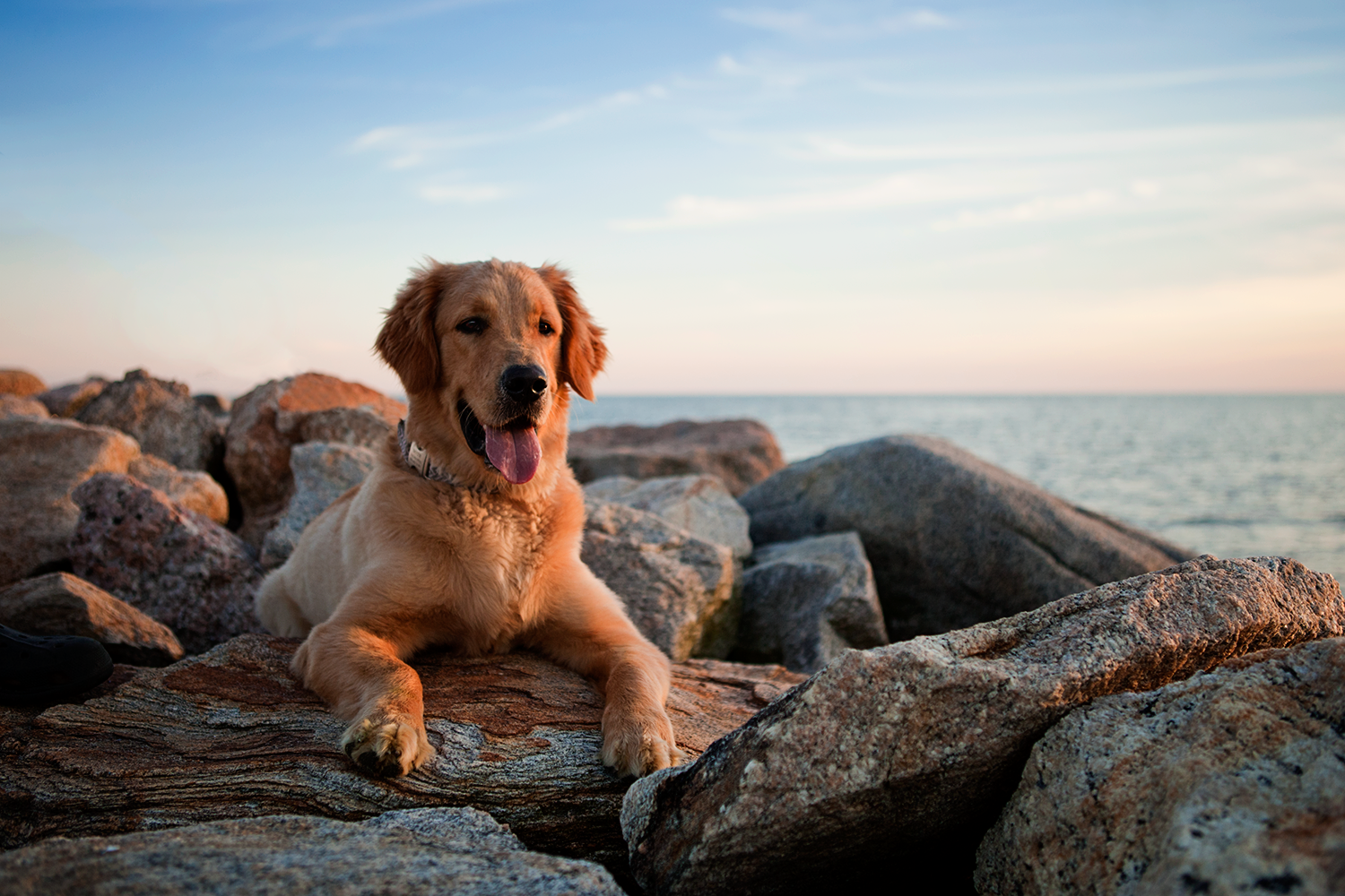 Yellow Dog Grading & Landscaping LLC — photo 4