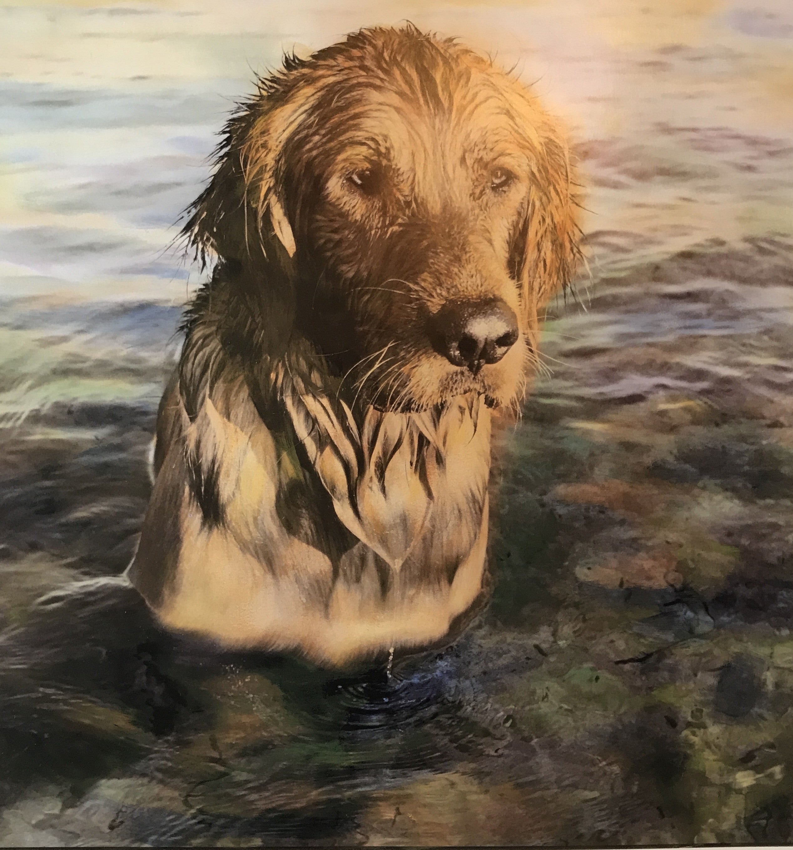 Yellow Dog® Fine Art Print: Golden Retriever Water Love